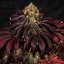 T.H.Seeds™ Cannabis Seeds Stracciatella™, 6+1 specialpakke, feminiseret
