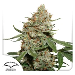 Dutch Passion Semințe de canabis Skunk #11® feminizate
