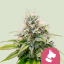 Royal Queen Seeds Seminte de canabis Kali Dog Feminizate