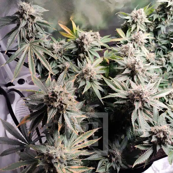 Blimburn Seeds Seminte de canabis Blackberry Moonstones feminizate