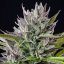 Royal Queen Seeds Seminte de canabis Triple G feminizate