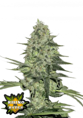Fast Buds Насіння канабісу Rhino Ryder Auto