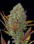 Fast Buds Cannabis Seeds Pineapple Express Auto