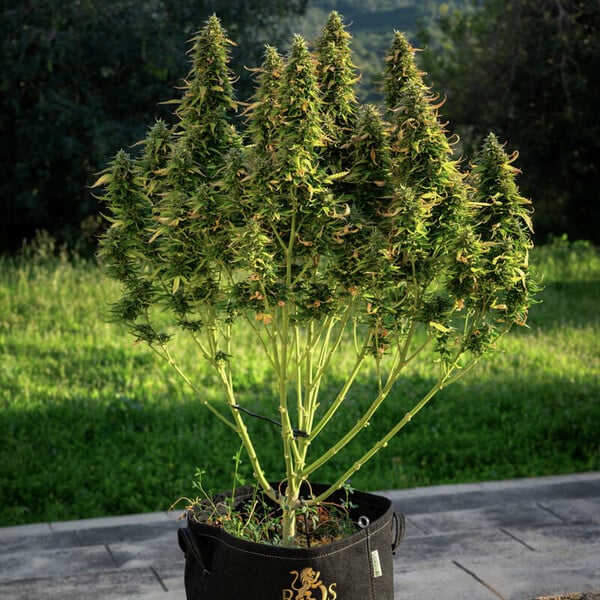 Royal Queen Seeds Seminte de canabis Royal Gorilla Auto