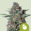 Royal Queen Seeds Cannabisfrön Do-si-dos Auto