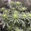 Blimburn Seeds Semi di Cannabis Cafe Racer Femminizzati
