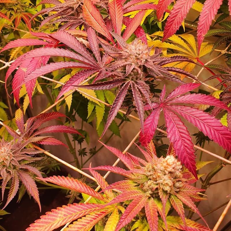 Silent Seeds Seminte de Canabis B-45 By Booba Feminizate