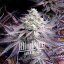Blimburn Seeds Cannabis Seeds Mogyoróvaj Breath Feminizált