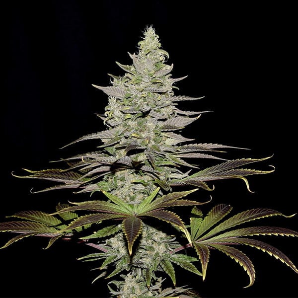 Royal Queen Seeds Seminte de canabis Somango XL feminizate