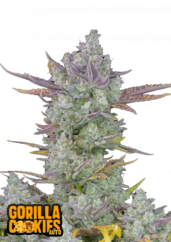 Fast Buds Sjemenke konoplje Gorilla Cookies Auto