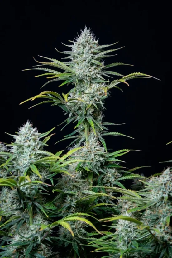 Fast Buds Sjemenke Kanabisa White Widow Auto