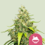 Royal Queen Seeds Seminte de Cannabis Blue Gelato Feminizate