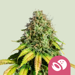 Royal Queen Seeds Seminte de canabis Somango XL feminizate