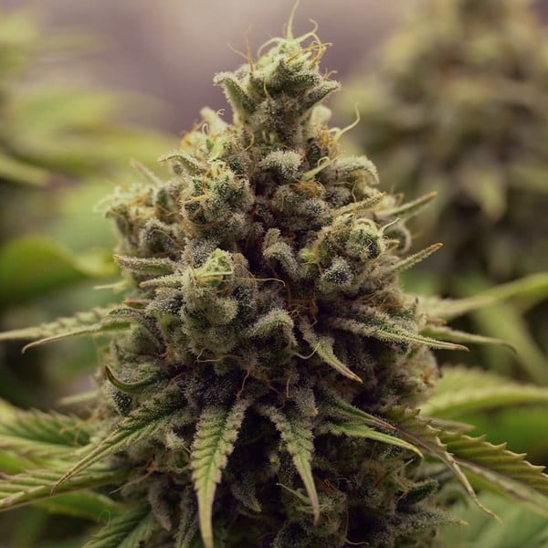 Royal Queen Seeds Seminte de canabis Purple Queen feminizate