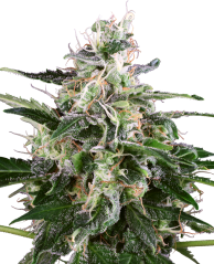 Sensi Seeds Seminte de canabis White Skunk Automatic feminizate de White Label, 3-10 buc.