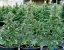 Royal Queen Seeds Семена от канабис Epsilon F1 Auto
