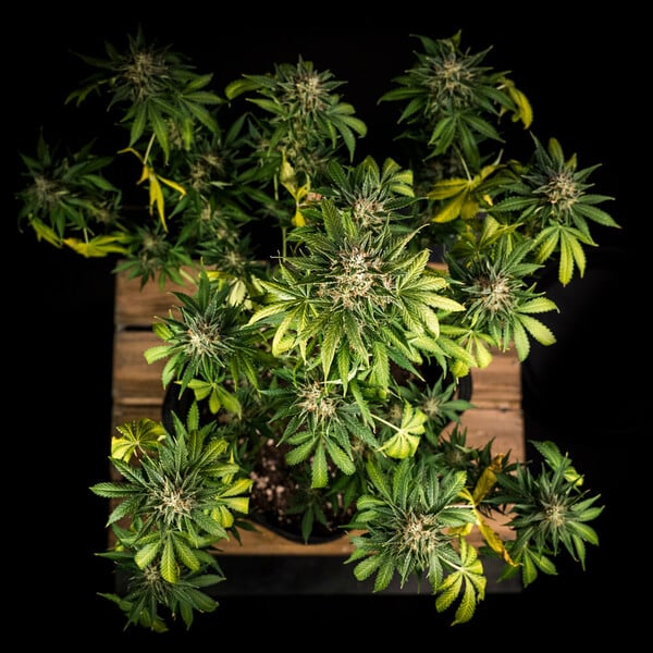 Royal Queen Seeds Seminte de canabis Green Gelato Auto