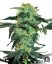 Sensi Seeds Seminte de canabis White Ice Regular by White Label, 10 buc