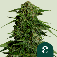 Royal Queen Seeds Насіння конопель Епсилон F1 Авто