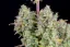 Fast Buds Semi di Cannabis Wedding Cheesecake Auto