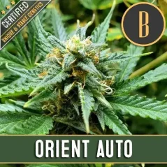 Blimburn Seeds Semillas de cannabis Orient Auto