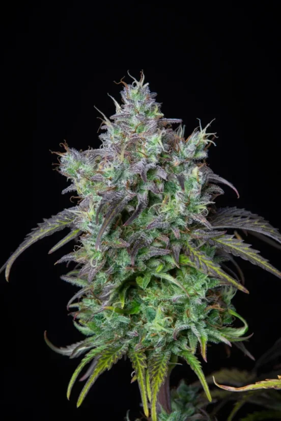 Fast Buds Cannabis Seeds Big Bud Auto