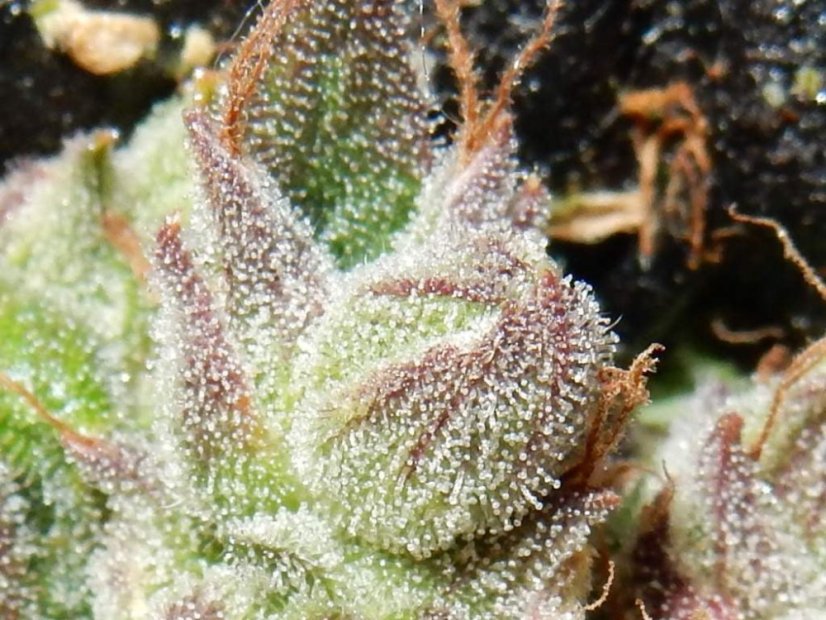 Fast Buds Cannabis Seeds CBD Crack Auto