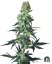 Sensi Seeds Semințe de canabis Amnesia White Regular by White Label, 10 buc.