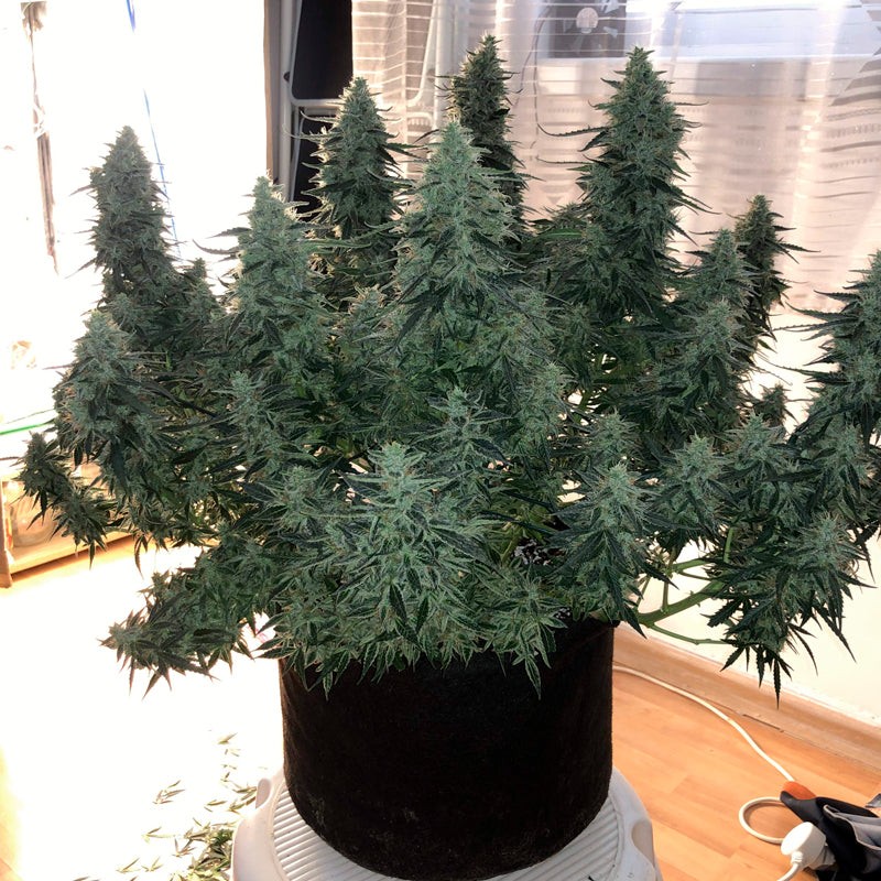Silent Seeds Seminte clasice de canabis Moby Dick feminizate