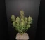 Fast Buds Sjemenke konoplje Limun AK Auto