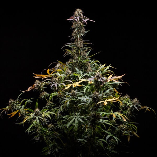 Royal Queen Seeds Semințe de canabis North Thunderfuck Auto