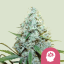 Royal Queen Seeds Semințe de canabis AMG feminizate