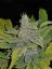 Fast Buds Cannabis Seeds CBD Crack Auto