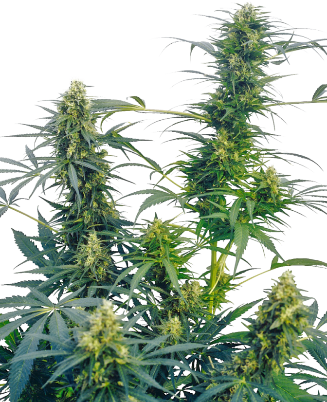 Sensi Seeds Seminte de canabis Guerrilla's Gusto® Regular, 10 buc