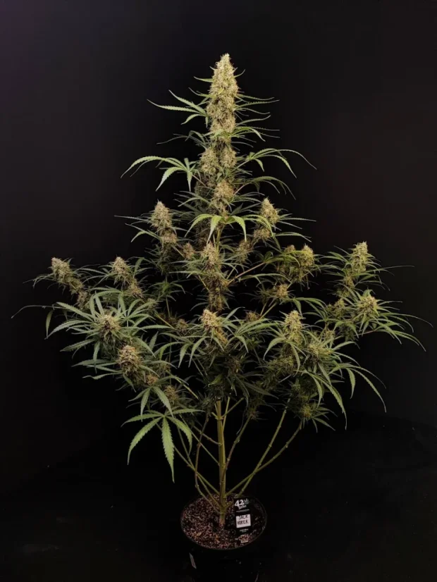 Fast Buds Насіння канабісу Jack Herer Auto