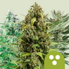 Royal Queen Seeds Cannabis Seeds Autoflowering Mix