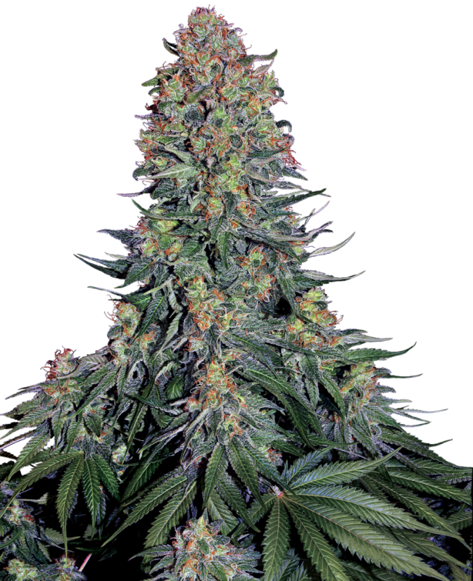 Sensi Seeds Semințe de canabis Blue Skunk® feminizate, 3-10 buc.