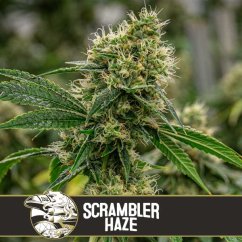 Blimburn Seeds Cannabisfrø Scrambler Haze Feminiseret