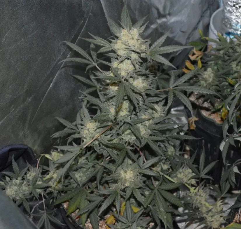 Fast Buds Semi di Cannabis Girl Scout Cookies Auto