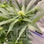 Blimburn Seeds Hanfsamen Girl Scout Cookies Feminisiert