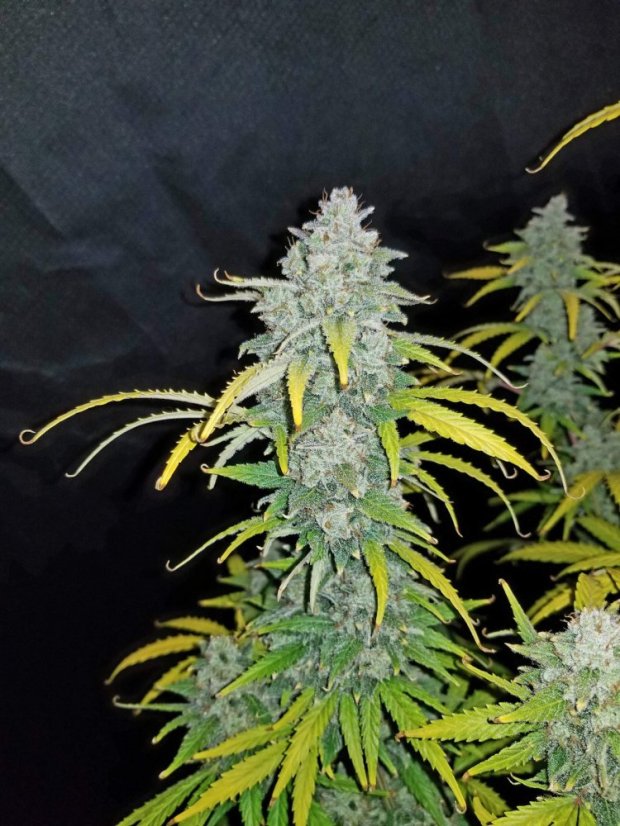 Fast Buds Biji Ganja Blue Dream Auto