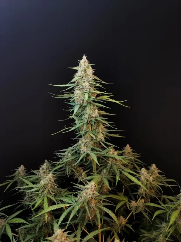 Fast Buds Sjemenke konoplje Sour Diesel Auto