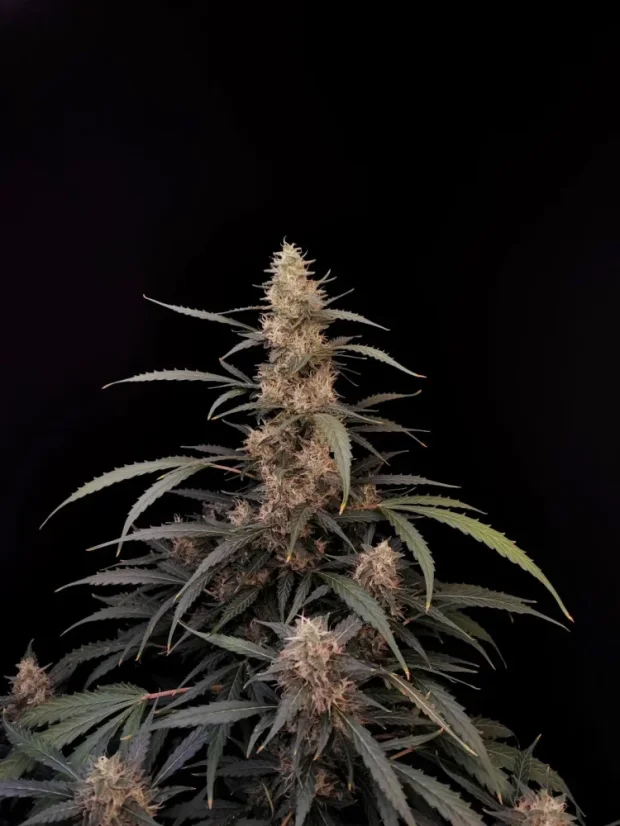 Fast Buds Cannabis Seeds Amnesia Haze Auto