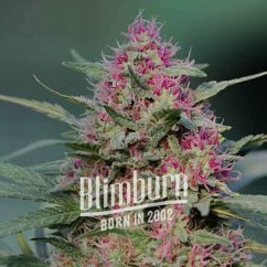 Blimburn Seeds Cannabis Seeds Pink Rozay Nőiesített