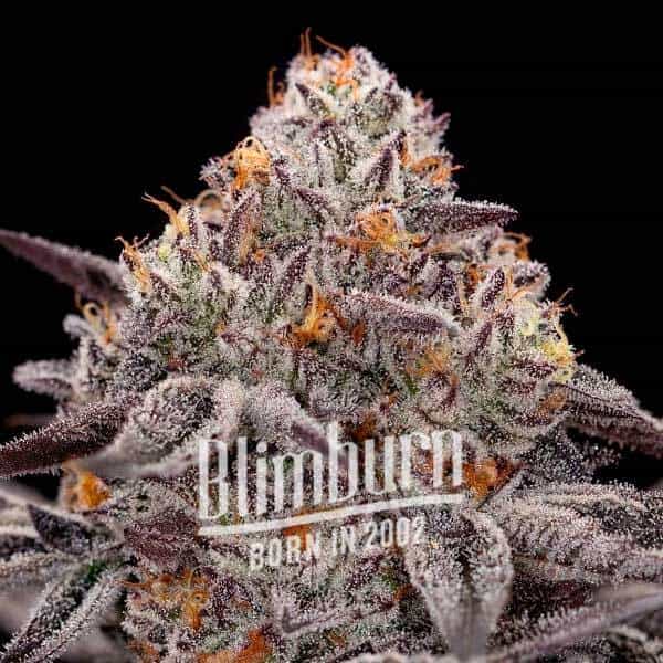 Blimburn Seeds Cannabisfrø Reeze McFlurry feminiseret