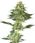Sensi Seeds Semințe de canabis Banana Kush feminizate de White Label, 3-10 buc.