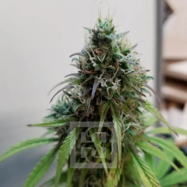Blimburn Seeds Kanapių sėklos AK Auto