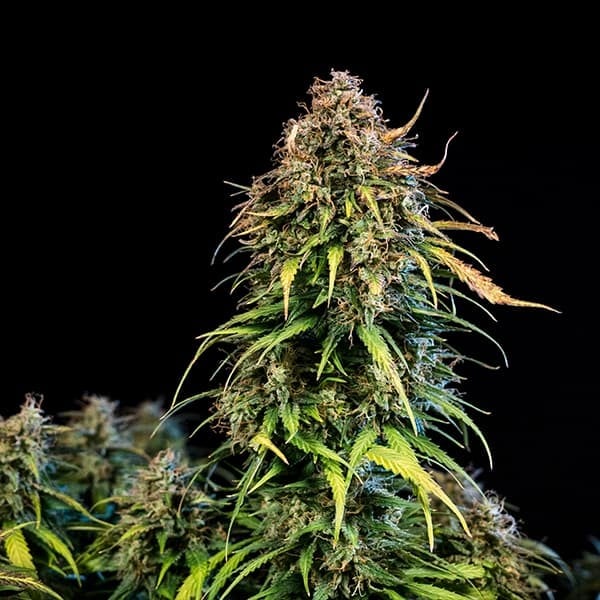 Royal Queen Seeds Seminte de canabis Haze Berry Auto