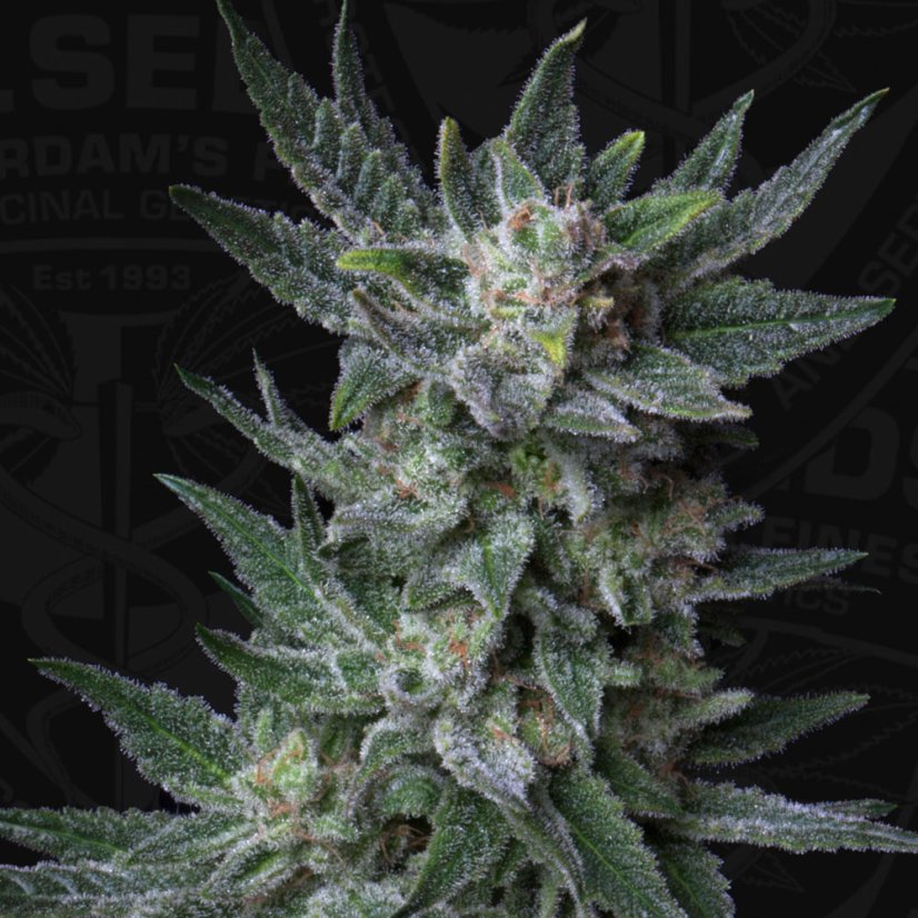 T.H.Seeds™ Seminte de canabis Auto Bubblegum, pachet 5+1, feminizate