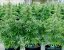 Semințe de canabis Royal Queen Seeds Hyperion F1 Auto
